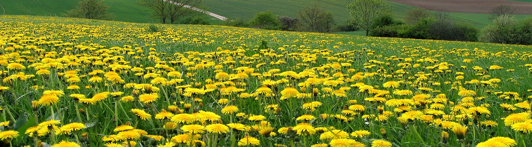 Infocenter-Steuerkanzlei-Rehling-Augsburg
